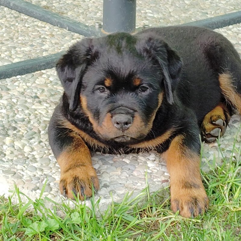 Rottweiler Welpe